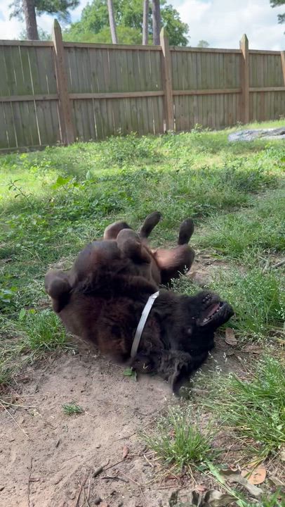 Enlarge ARMANI, a ADOPTABLE mixed breed in Annandale, VA video 5/5