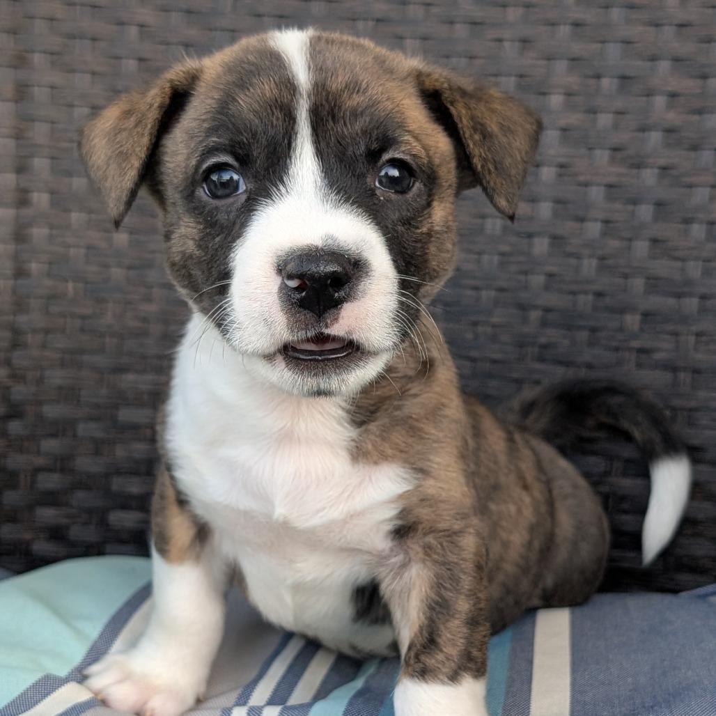 Enlarge Stanley, a Adoptable mixed breed in Durham, NC image 1/4