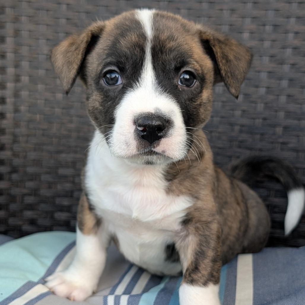 Enlarge Stanley, a Adoptable mixed breed in Durham, NC image 2/4