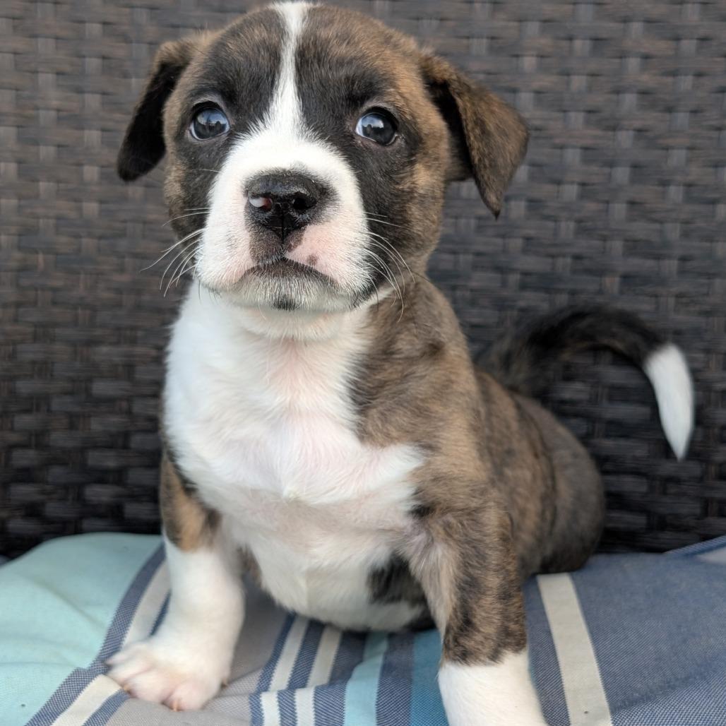 Enlarge Stanley, a Adoptable mixed breed in Durham, NC image 3/4