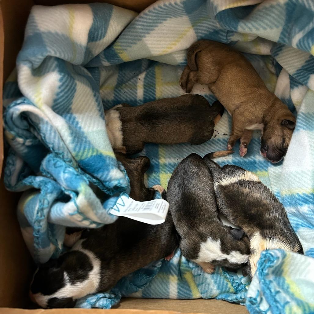 Enlarge Stanley, a Adoptable mixed breed in Durham, NC image 4/4