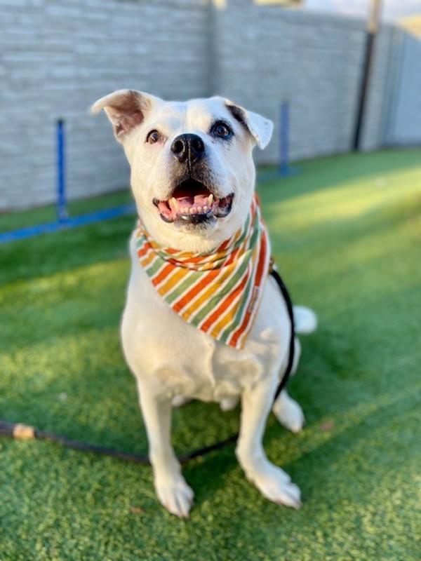 *Sylvester*, a Adoptable mixed breed in Salt Lake City, UT image 2/6