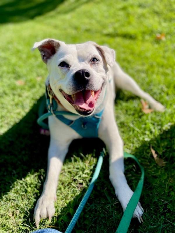 *Sylvester*, a Adoptable mixed breed in Salt Lake City, UT image 3/6