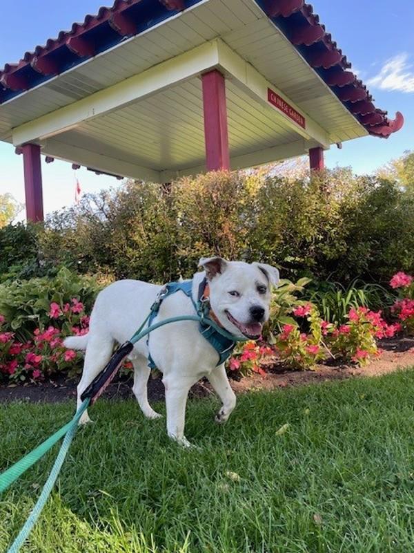 *Sylvester*, a Adoptable mixed breed in Salt Lake City, UT image 4/6