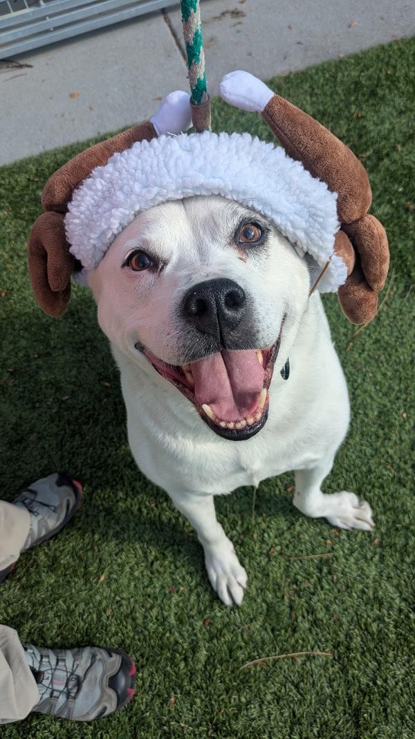 *Sylvester*, a Adoptable mixed breed in Salt Lake City, UT image 5/6