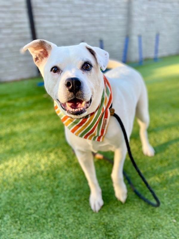 Enlarge *Sylvester*, a Adoptable mixed breed in Salt Lake City, UT image 5/6