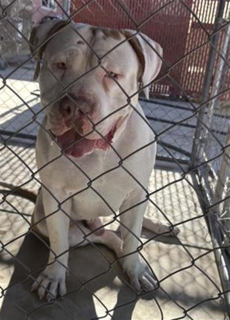 ZEUS, Adoptable, Adult Male Pit Bull Terrier & Mixed Breed.