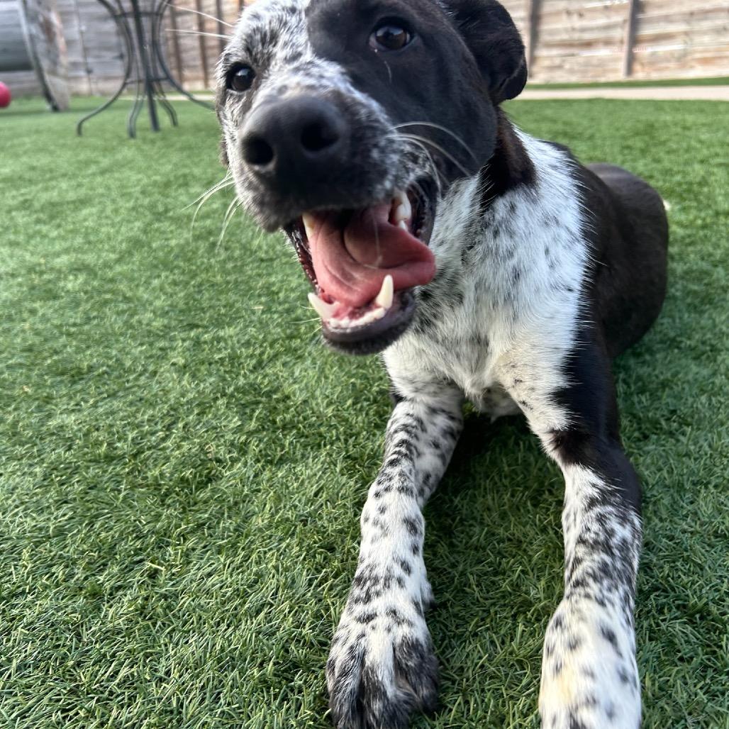 Enlarge Mowgli, a Adoptable Collie image 1/5