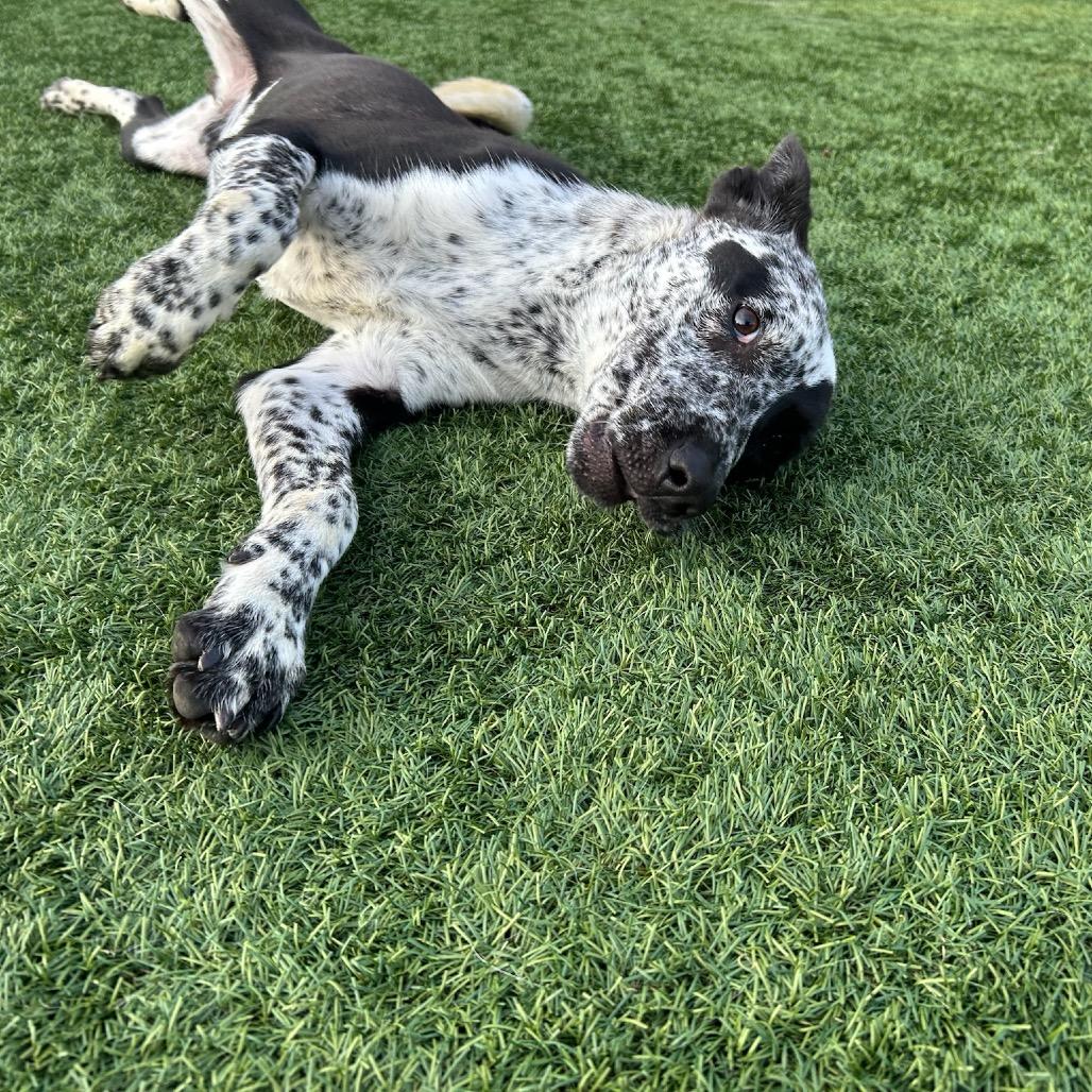 Enlarge Mowgli, a Adoptable Collie image 2/5