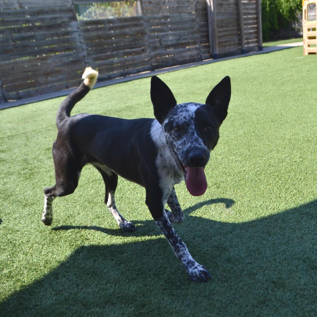 Enlarge Mowgli, a Adoptable Collie image 5/5