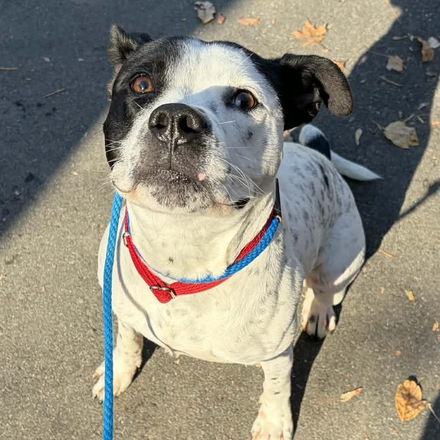 Drumstick, Adoptable, Young Male Pit Bull Terrier.
