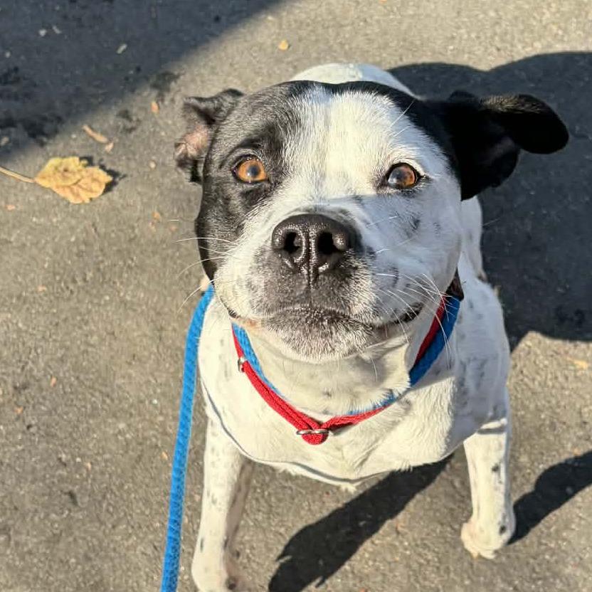 Enlarge Drumstick, a Adoptable mixed breed in Concord, NC image 2/6