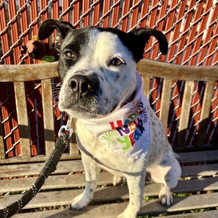 Enlarge Drumstick, a Adoptable mixed breed in Concord, NC image 3/6