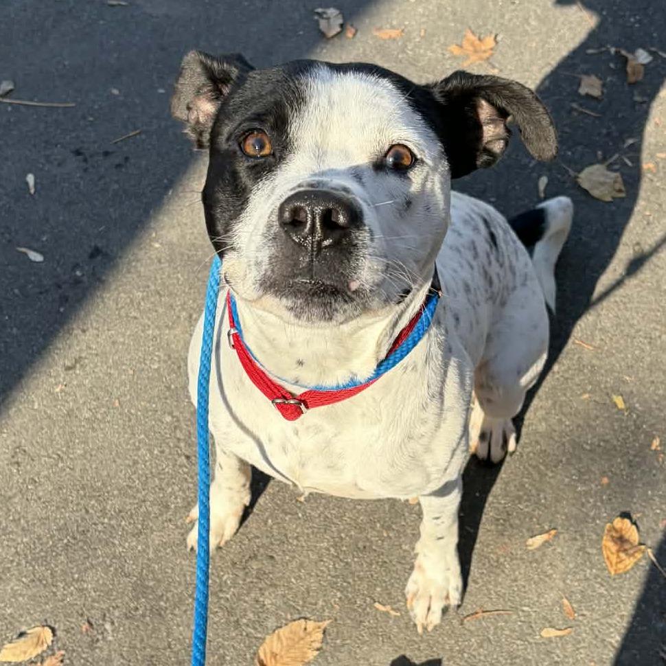 Enlarge Drumstick, a Adoptable mixed breed in Concord, NC image 4/6