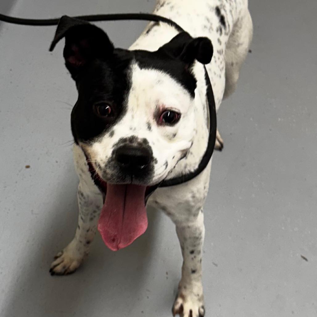 Enlarge Drumstick, a Adoptable mixed breed in Concord, NC image 5/6