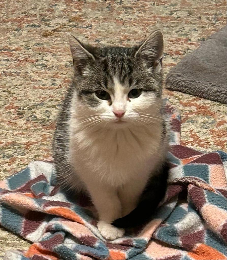 Waffle, Adoptable, Young Female Domestic Short Hair.