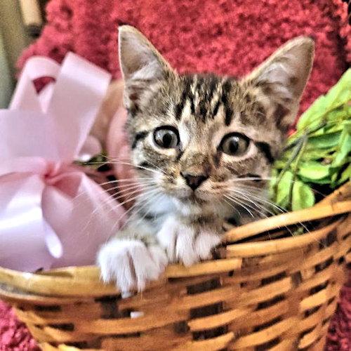 Sapphire, Adopted, Kitten Female Tabby.