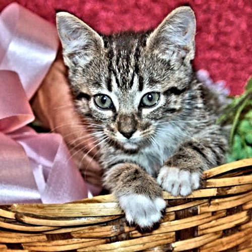Enlarge Sapphire, a Adopted Tabby in Rutherfordton, NC image 2/3