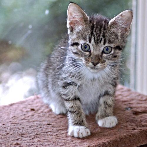 Enlarge Sapphire, a Adopted Tabby in Rutherfordton, NC image 3/3