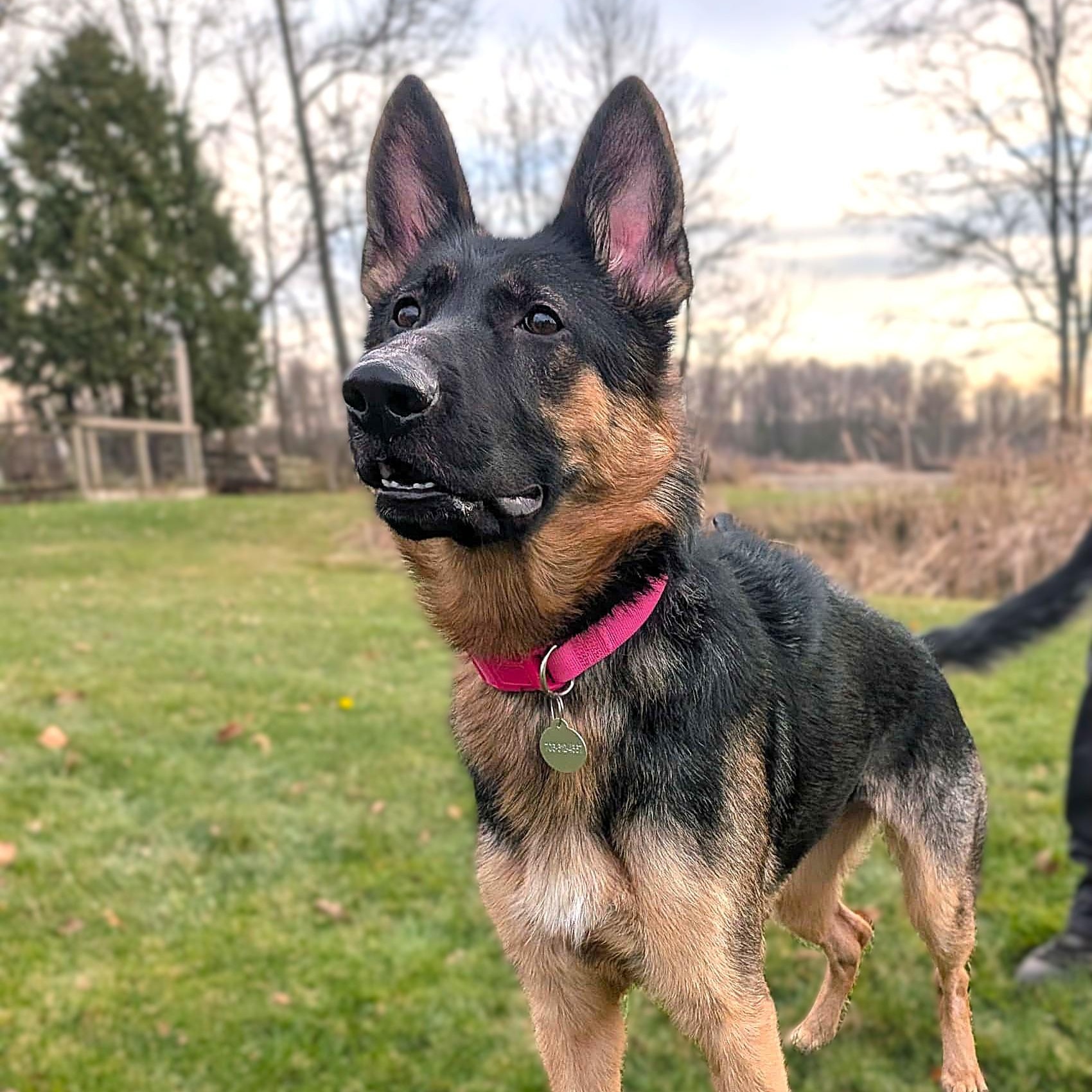 Enlarge KOLBIE, an adopted German Shepherd Dog in Burton, MI image 6/6