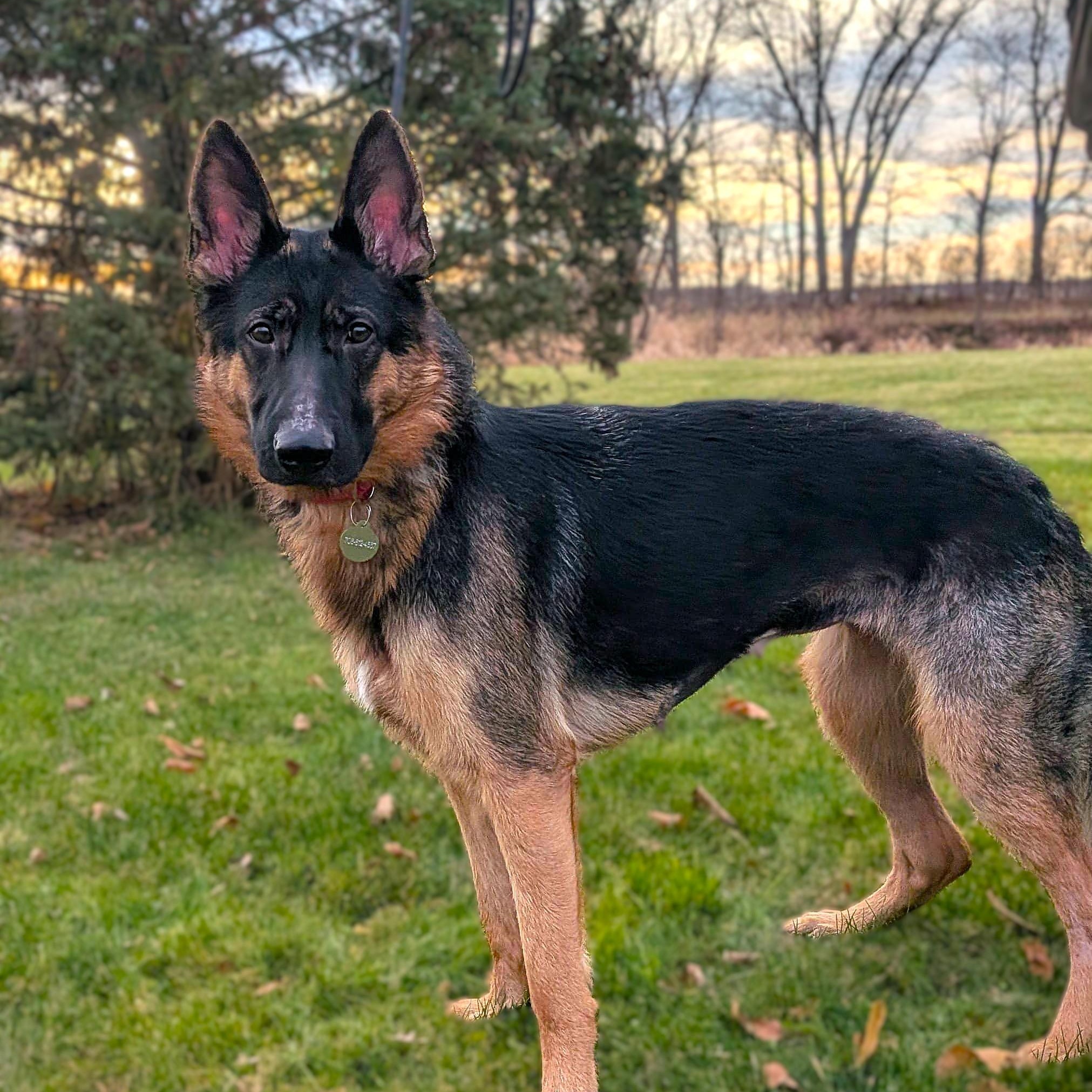 Enlarge KOLBIE, a Adoptable German Shepherd Dog image 2/6