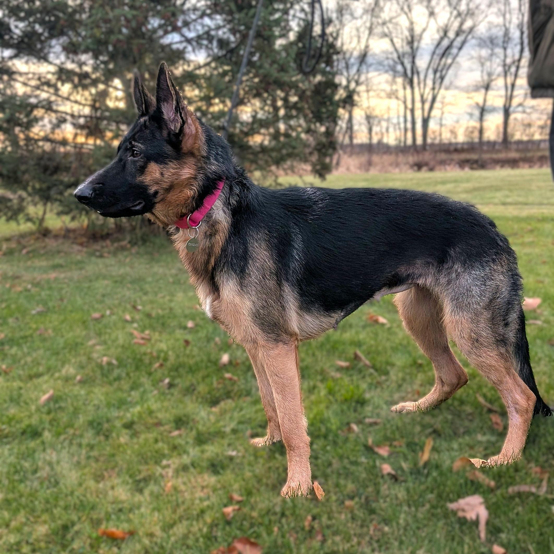 Enlarge KOLBIE, a Adoptable German Shepherd Dog image 3/6