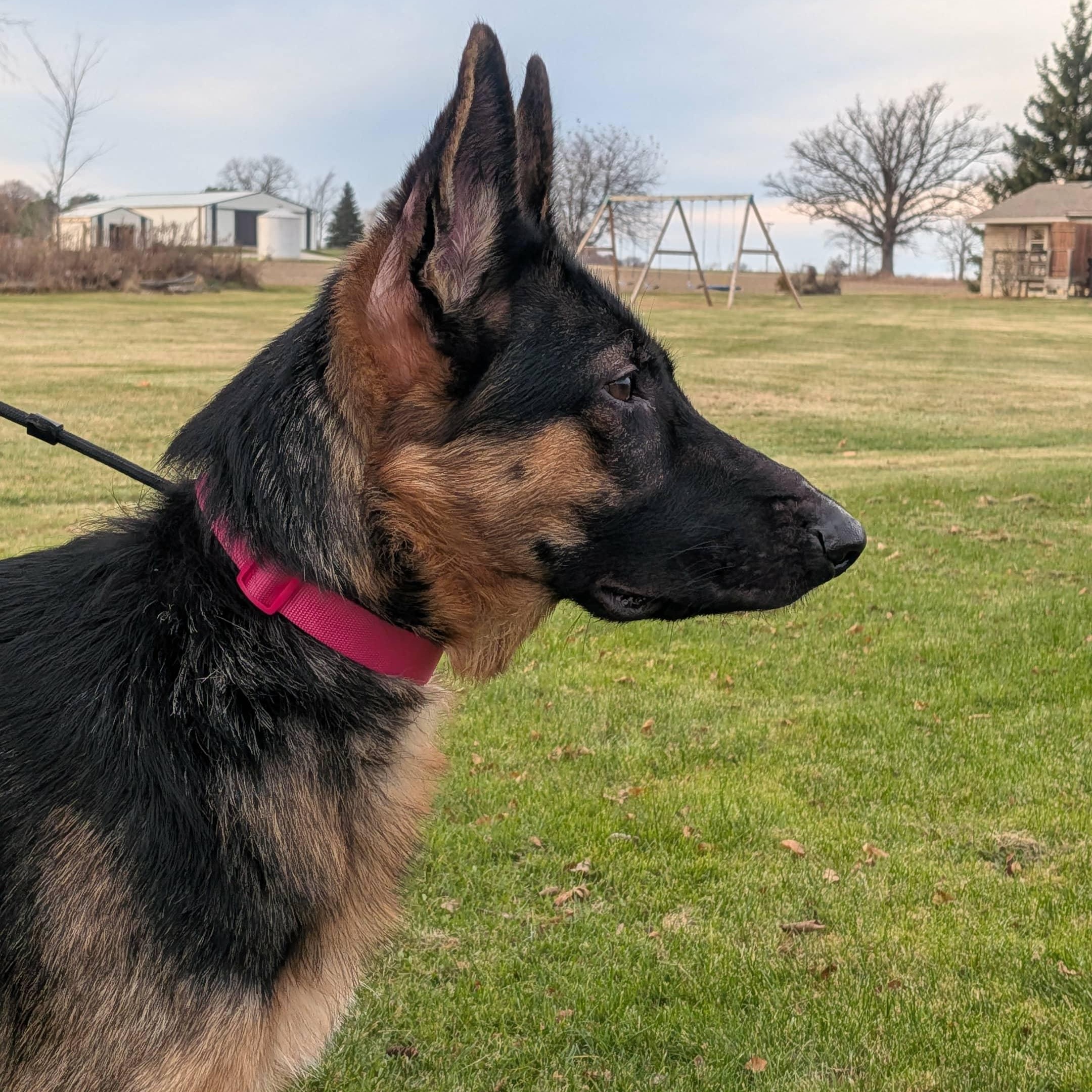 Enlarge KOLBIE, a Adoptable German Shepherd Dog image 4/6