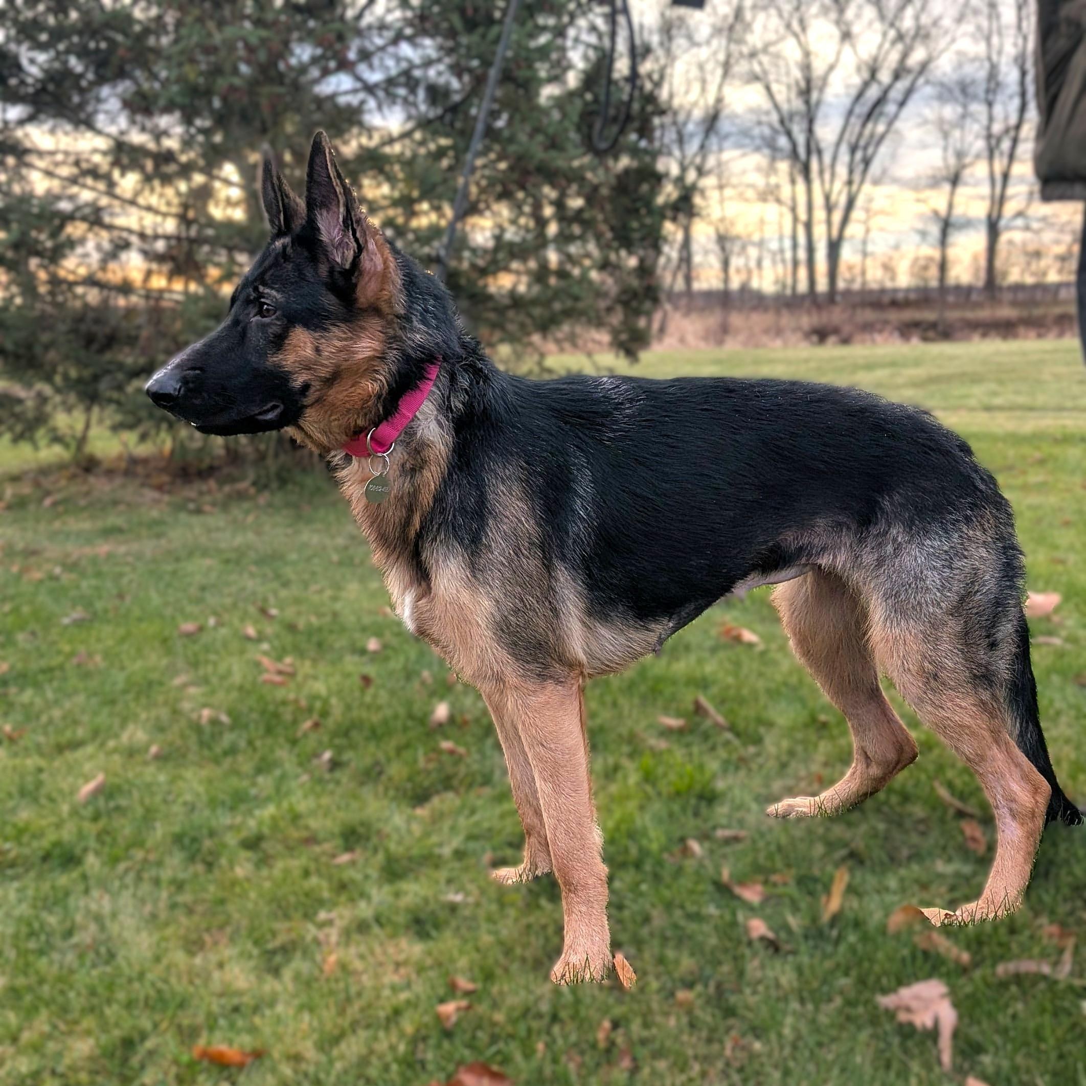 Enlarge KOLBIE, a Adoptable German Shepherd Dog image 5/6