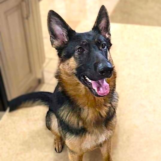 Enlarge KOLBIE, a Adoptable German Shepherd Dog image 1/6