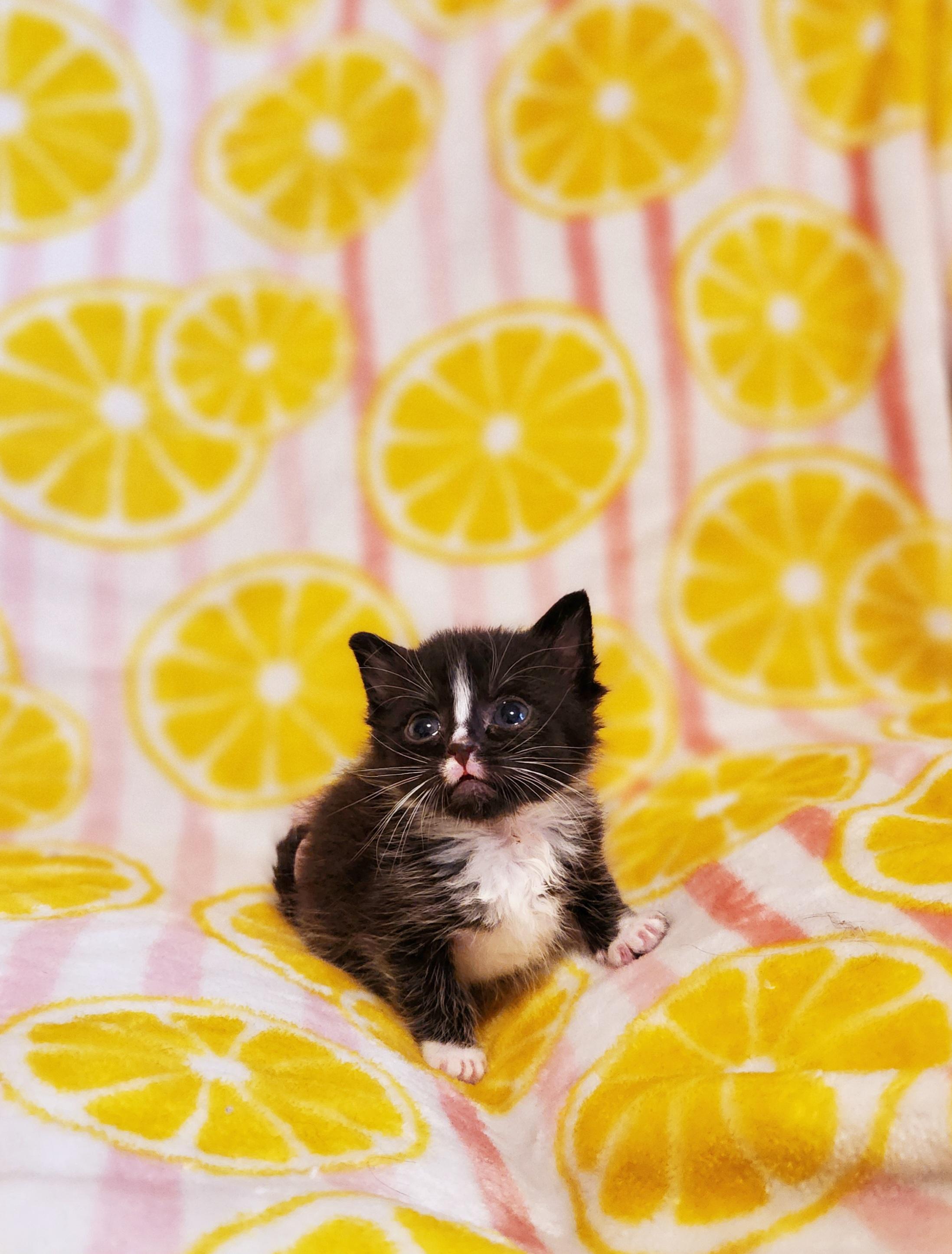 Enlarge Figaro, a Adoptable Domestic Short Hair in Charlotte, NC image 1/3