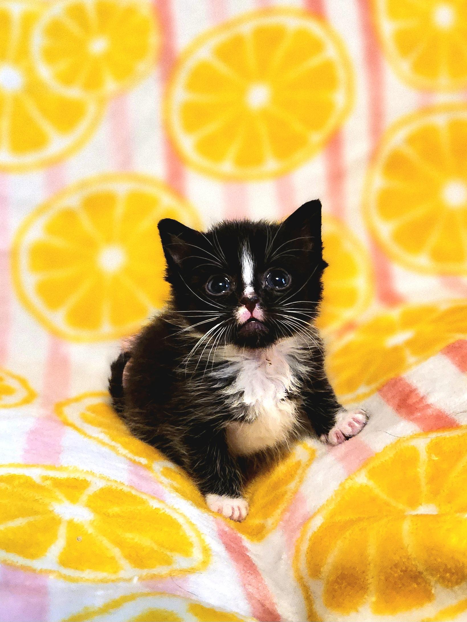 Enlarge Figaro, a Adoptable Domestic Short Hair in Charlotte, NC image 2/3