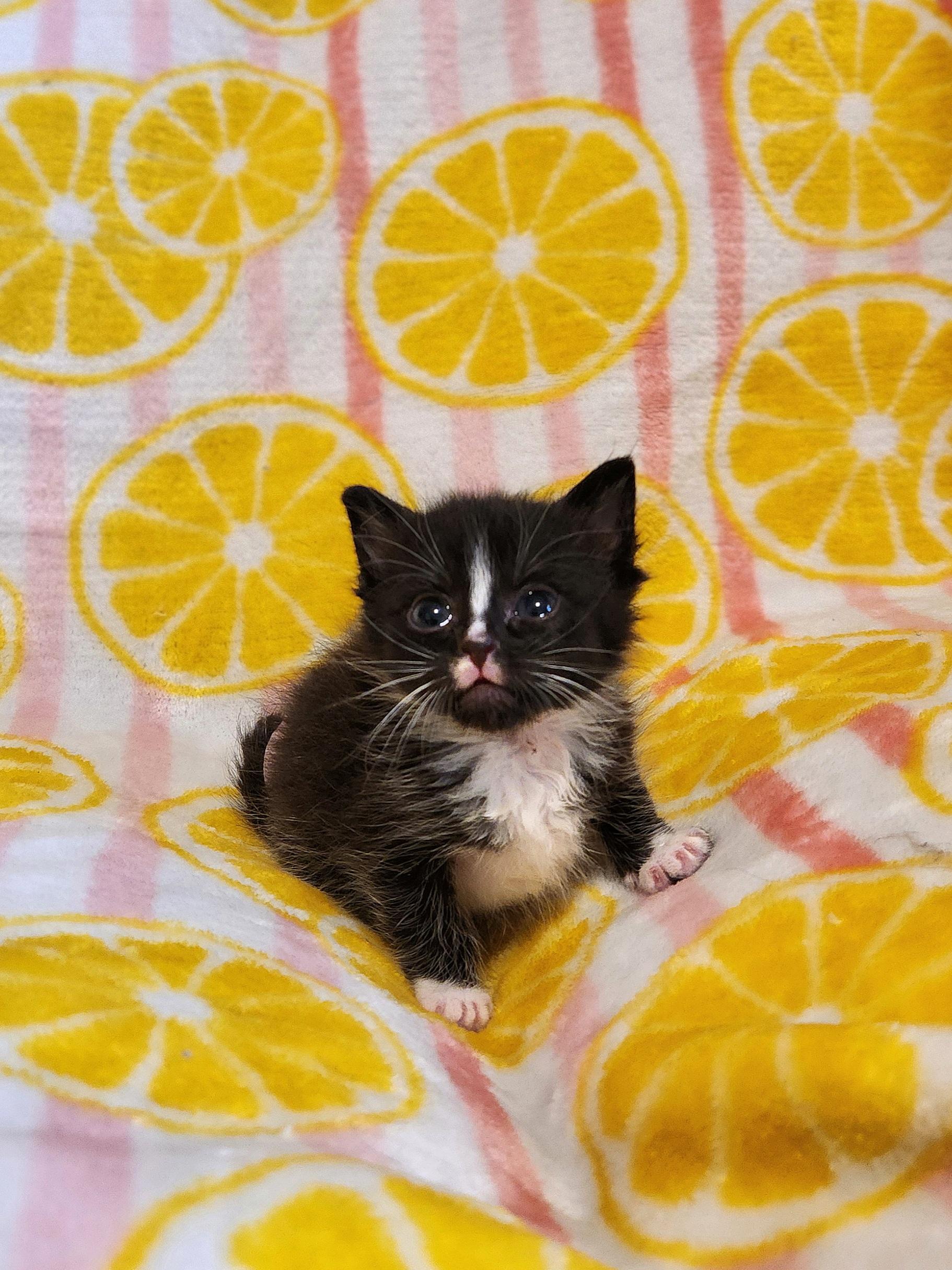 Enlarge Figaro, a Adoptable Domestic Short Hair in Charlotte, NC image 3/3