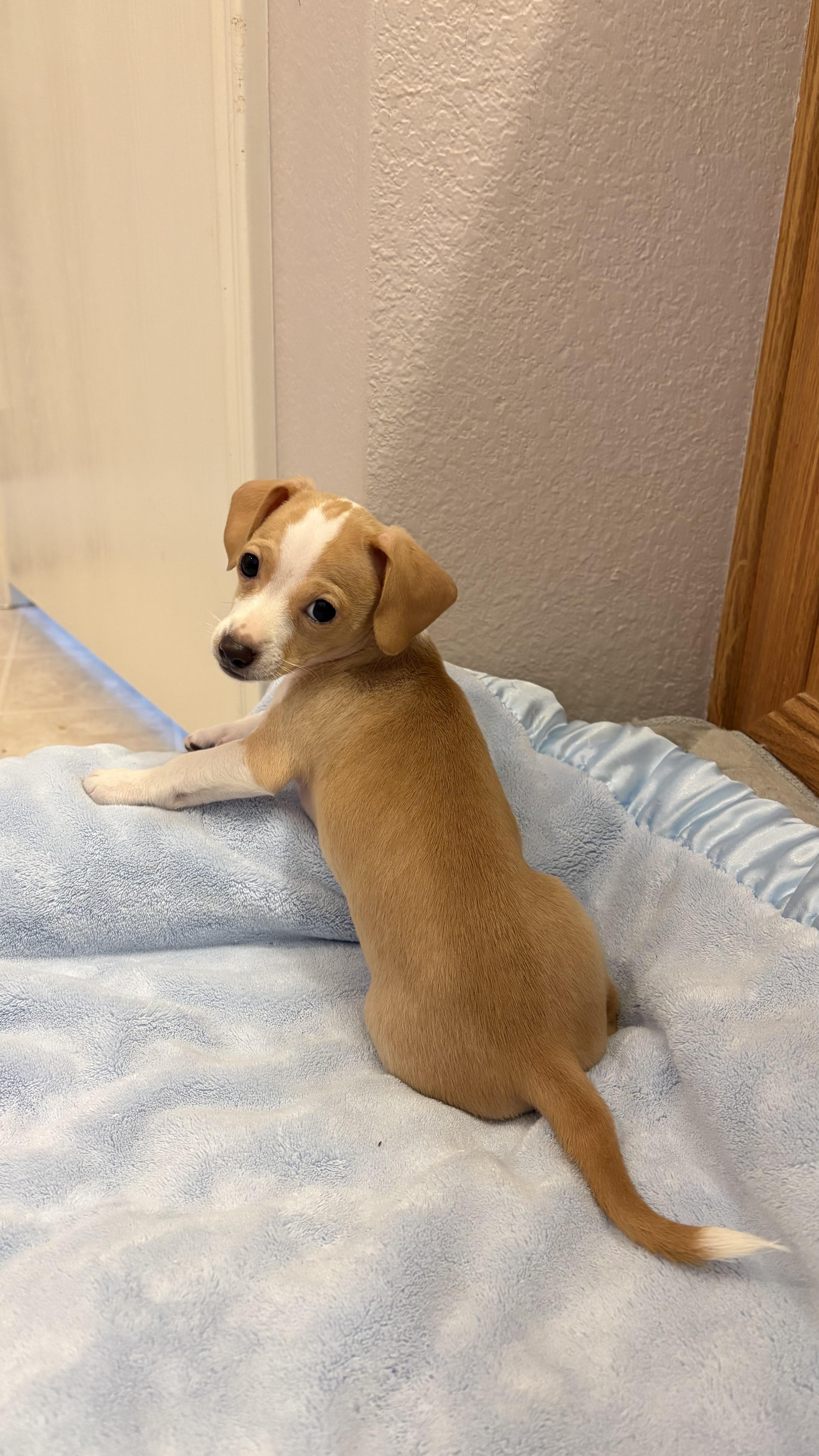 Tiny, a Adoptable mixed breed in Coppell, TX image 2/2
