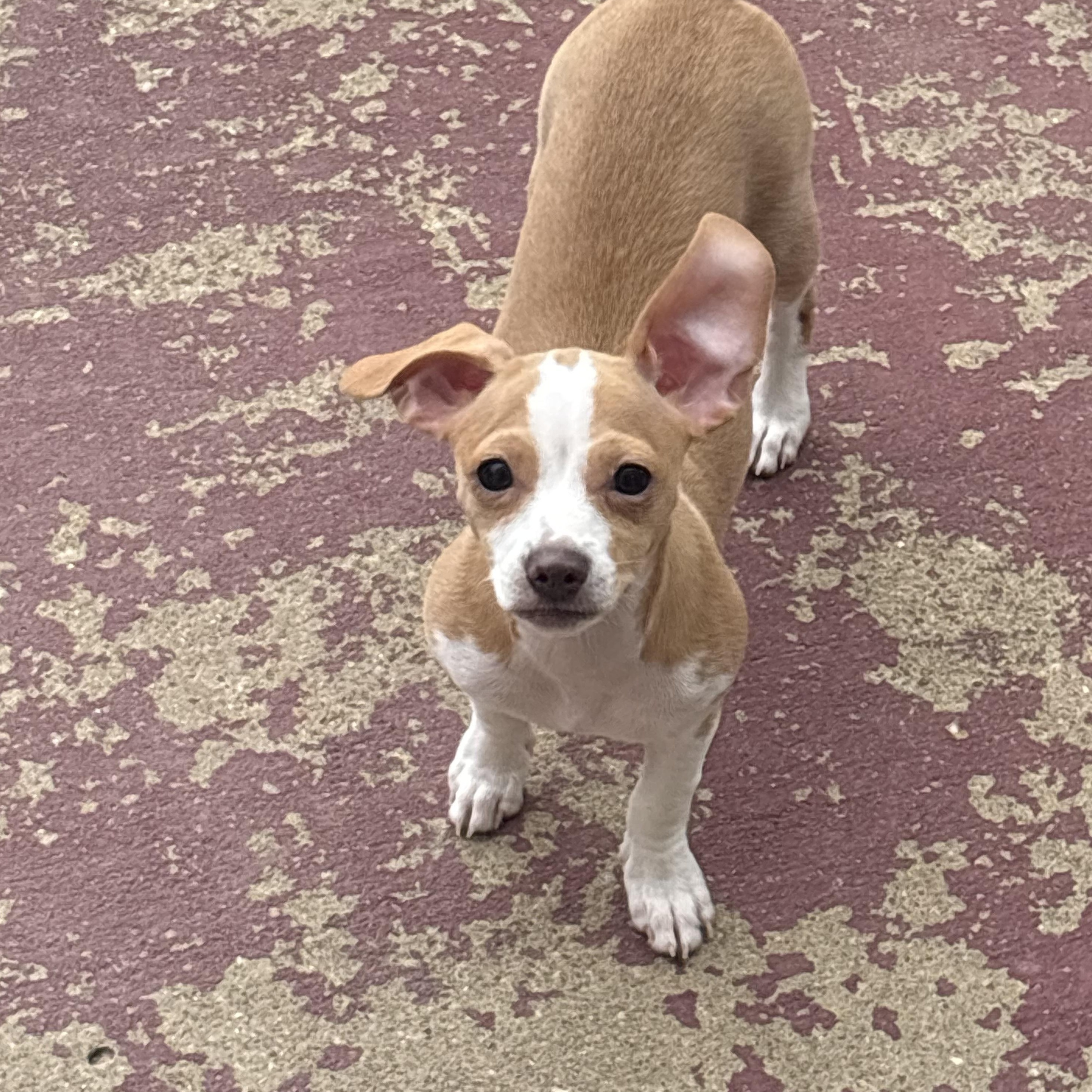 Tiny, Adoptable, Puppy Female Chiweenie.