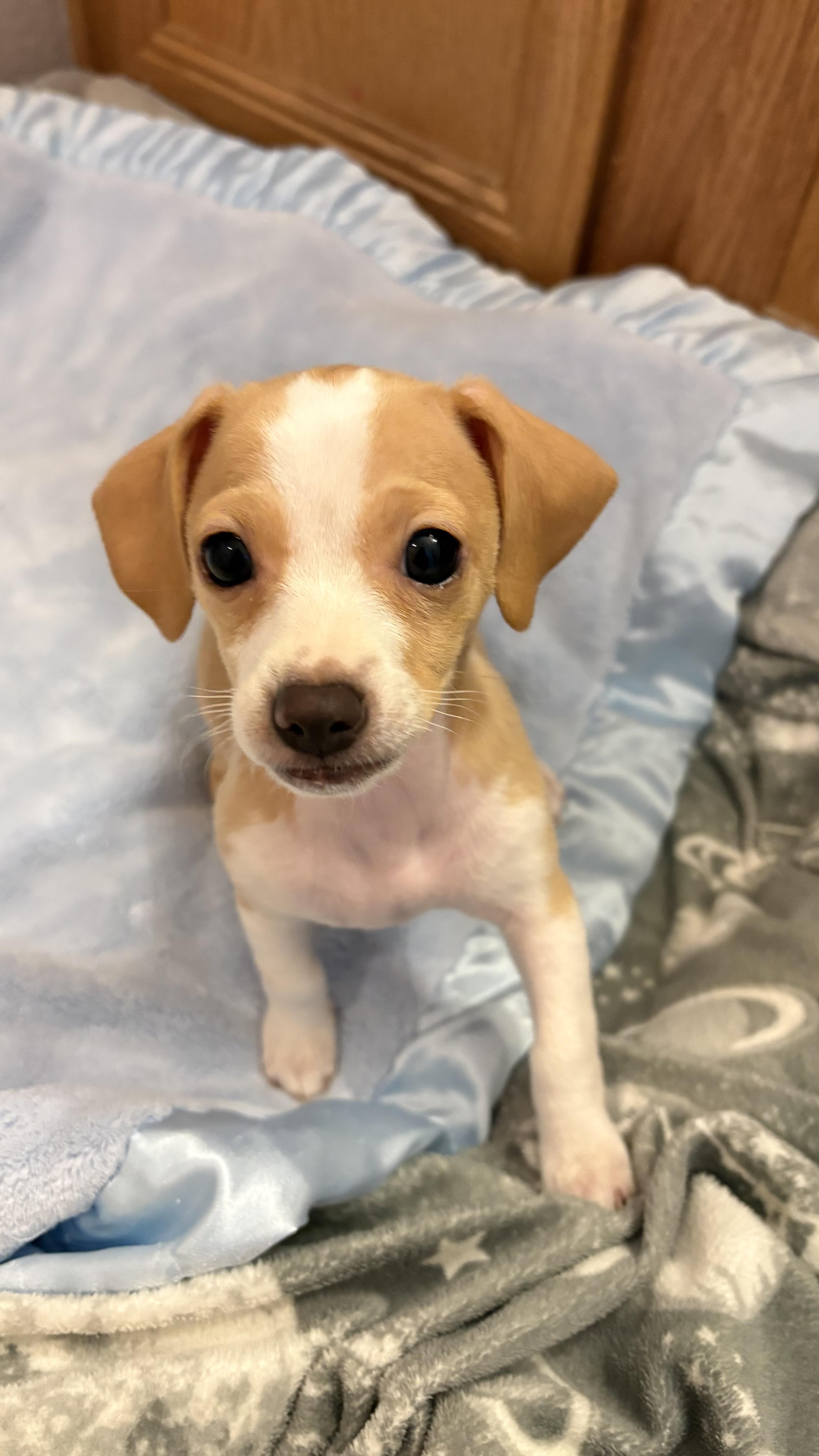Tiny, a Adoptable mixed breed in Coppell, TX image 1/2