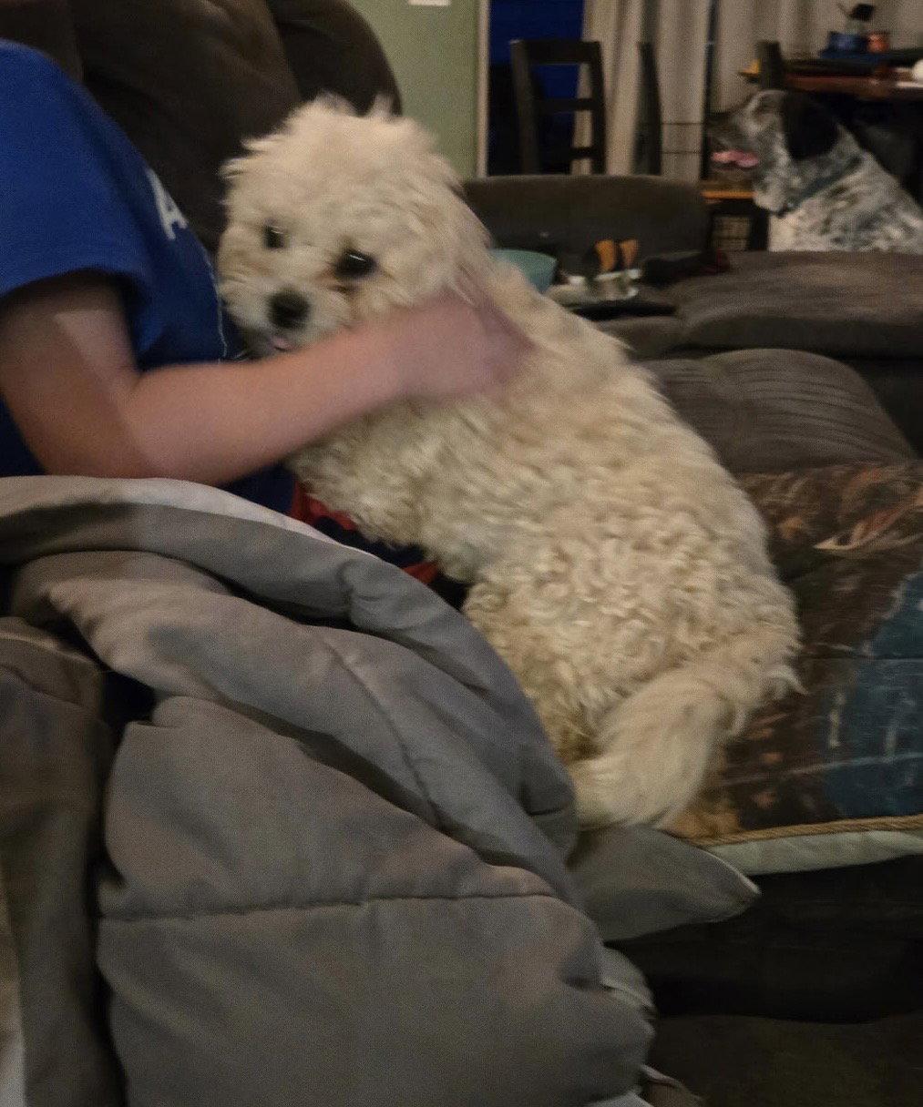 Enlarge Yoshi, a Adopted Poodle in Glendale, AZ image 1/1