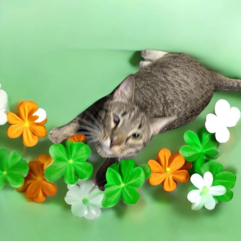 Hercules, Adoptable, Kitten Male Domestic Short Hair.