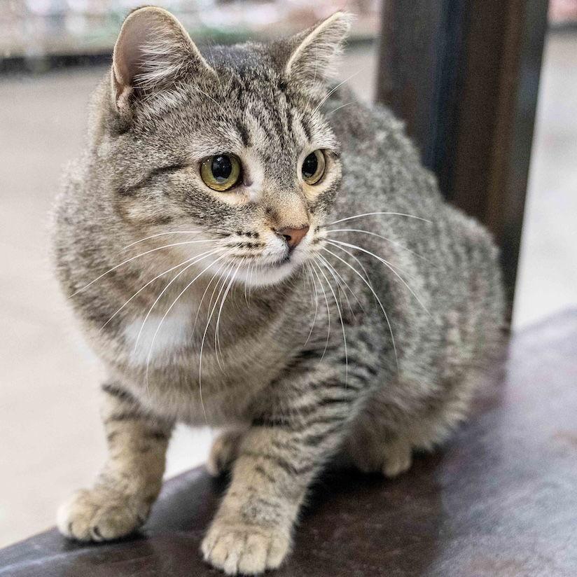 Carla, Adoptable, Young Female Domestic Short Hair.