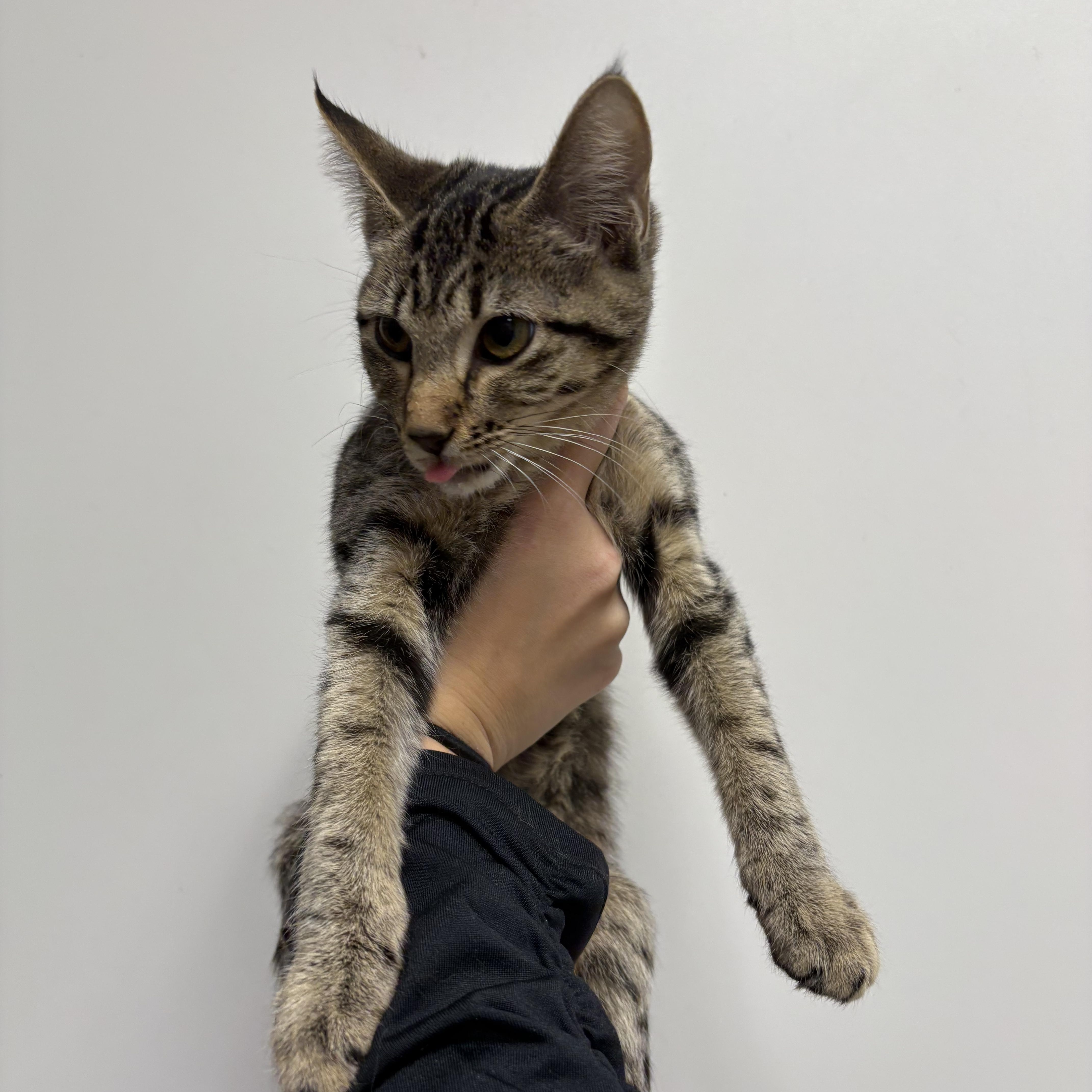 Enlarge Tabitha, a Adoptable Domestic Short Hair in Zimmerman, MN image 1/1