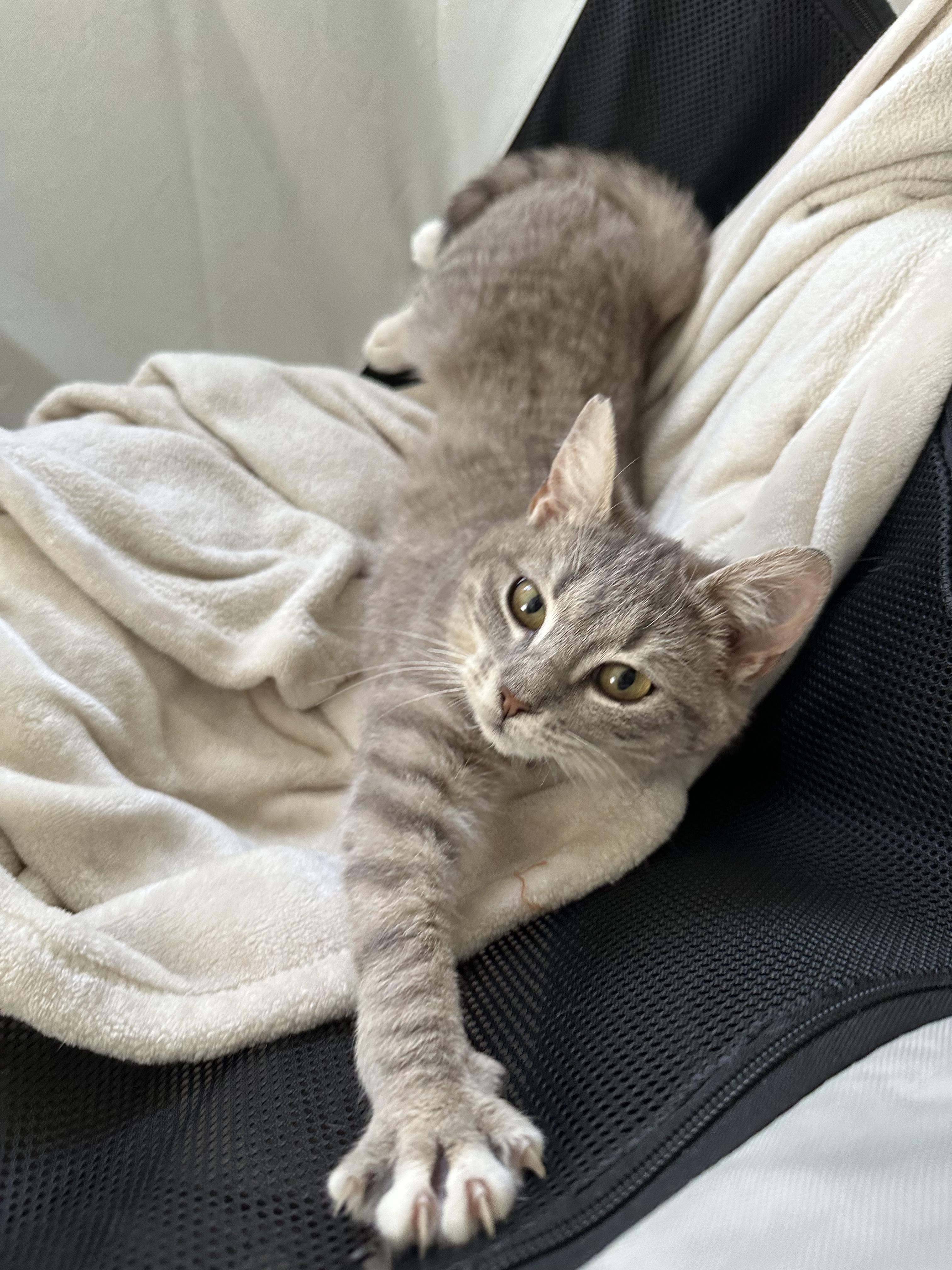 Tully and Wyn, a Adoptable Domestic Short Hair in Bellmawr, NJ image 3/5