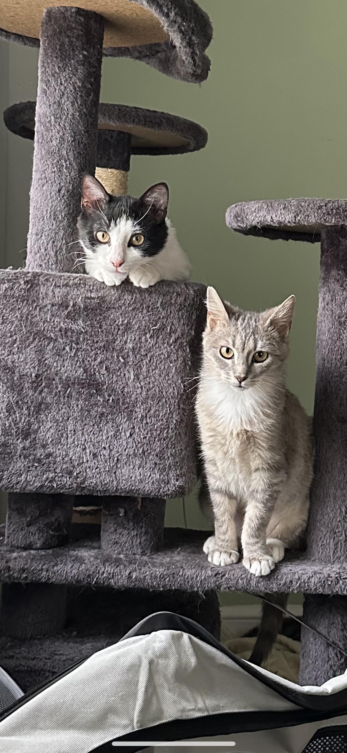Tully and Wyn, a Adoptable Domestic Short Hair in Bellmawr, NJ image 1/5
