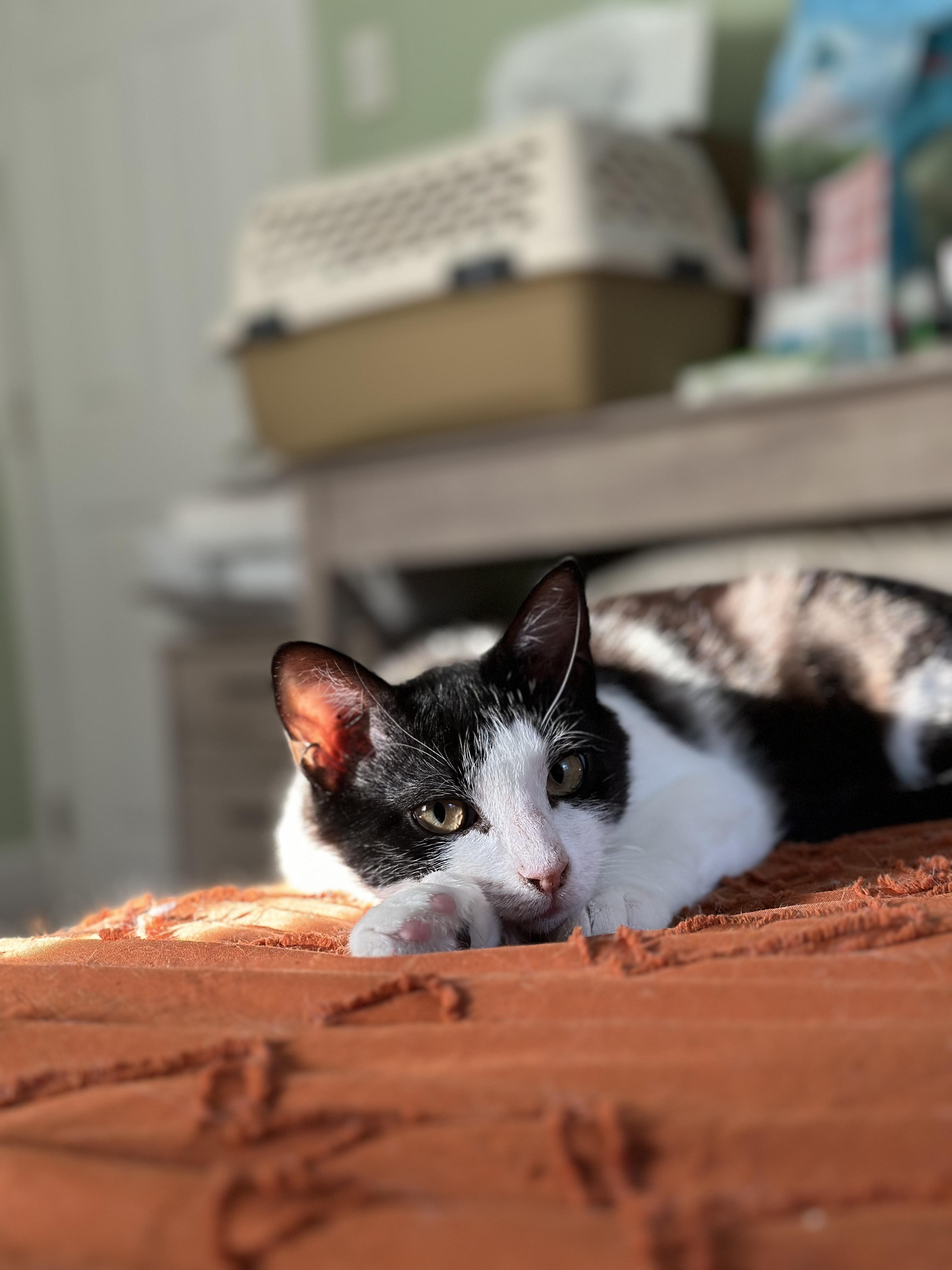 Tully and Wyn, a Adoptable Domestic Short Hair in Bellmawr, NJ image 2/5