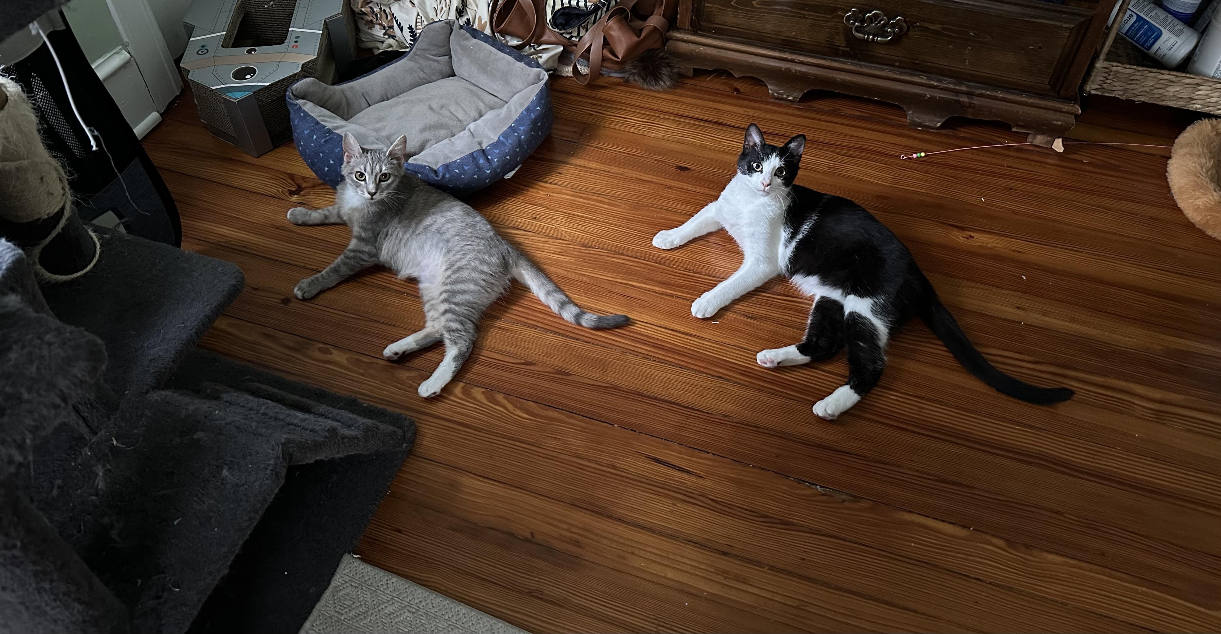 Tully and Wyn, a Adoptable Domestic Short Hair in Bellmawr, NJ image 5/5