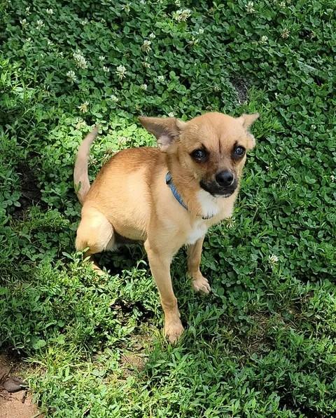 Michael, ADOPTABLE, Adult Male Chihuahua.