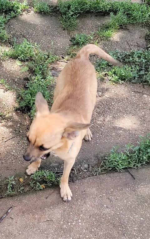 Michael, a ADOPTABLE Chihuahua in Van Alstyne, TX image 4/5