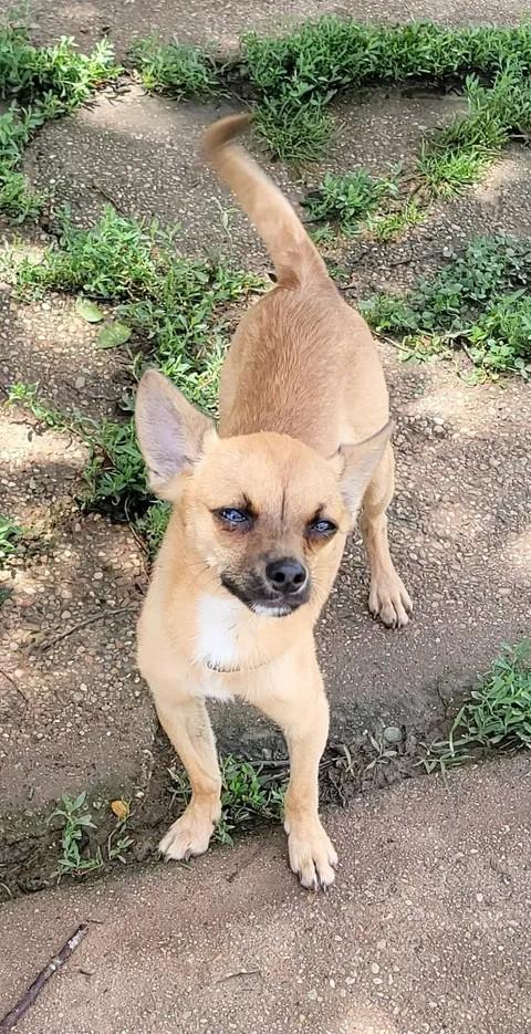 Michael, a ADOPTABLE Chihuahua in Van Alstyne, TX image 2/5