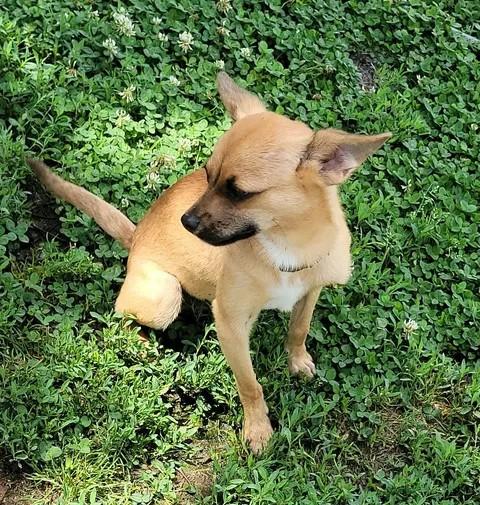 Michael, a ADOPTABLE Chihuahua in Van Alstyne, TX image 3/5