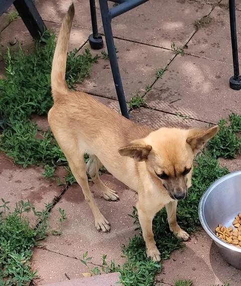 Michael, a ADOPTABLE Chihuahua in Van Alstyne, TX image 5/5