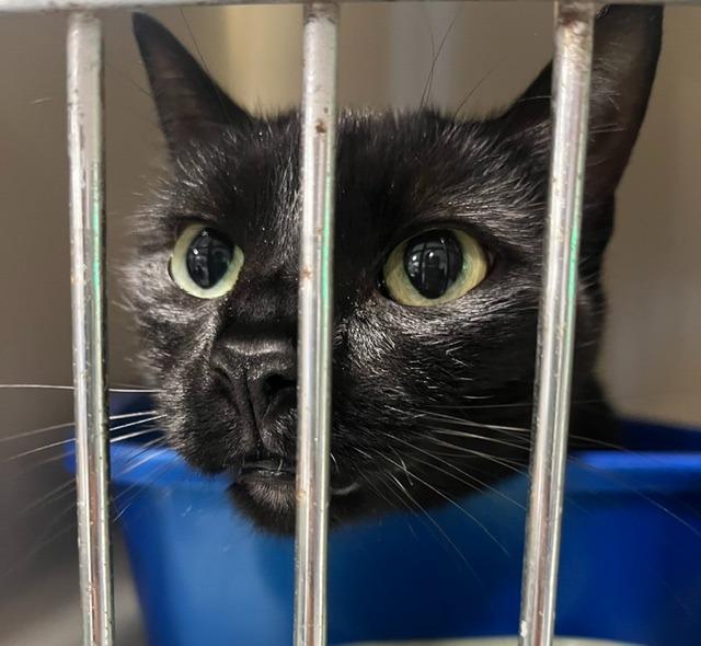 Toothless, ADOPTABLE, Adult Female Domestic Short Hair.