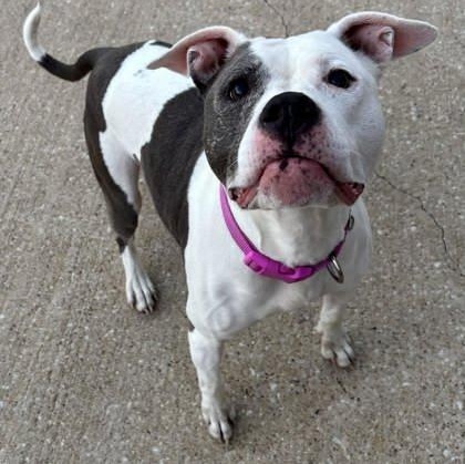 Noelle, a ADOPTABLE mixed breed in The Colony, TX image 6/6